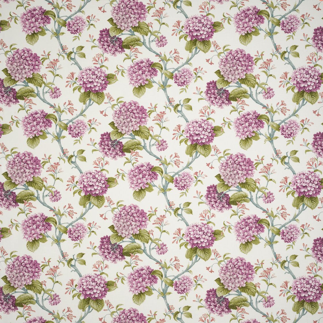 main hydrangea spring